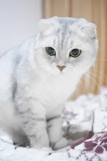 Photo №1. Mating service - breed: scottish fold. Price - 250$