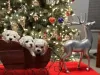 Photo №3. bichon frise puppies. United States