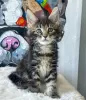 Photo №2 to announcement № 114857 for the sale of maine coon - buy in United States private announcement