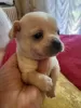 Additional photos: Chihuahua puppies