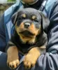 Photo №4. I will sell rottweiler in the city of Калинковичи. from nursery - price - 1057$