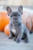 Photo №3. French bulldog puppies. Italy