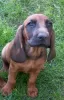 Photo №2 to announcement № 114678 for the sale of bavarian mountain hound - buy in Poland breeder