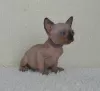 Photo №1. sphynx cat - for sale in the city of Olen | Is free | Announcement № 128934