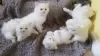 Photo №1. persian cat - for sale in the city of Strömsund | Is free | Announcement № 48518