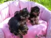 Photo №1. yorkshire terrier - for sale in the city of Los Angeles | Is free | Announcement № 84847