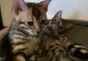 Photo №2 to announcement № 126351 for the sale of bengal cat - buy in Germany private announcement