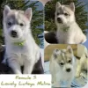 Photo №4. I will sell siberian husky in the city of Murmansk. breeder - price - negotiated