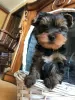 Additional photos: Yorkshire Terrier