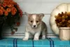 Additional photos: Beautiful KC Registered Pembrokeshire Corgis