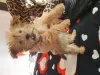 Photo №4. I will sell yorkshire terrier in the city of Penthaz. private announcement - price - 845$