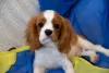 Photo №4. I will sell cavalier king charles spaniel in the city of Krakow. private announcement - price - 1902$