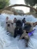 Photo №1. french bulldog - for sale in the city of Beringen | Is free | Announcement № 17020