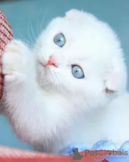 Photo №3. Boy scottish fold blue-eyed. Russian Federation