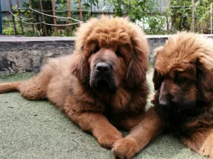 Additional photos: Tibetan mastiff