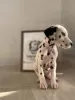 Photo №2 to announcement № 28319 for the sale of dalmatian dog - buy in Netherlands from nursery, breeder