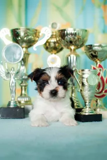 Photo №4. I will sell  in the city of Tolyatti. from nursery, breeder - price - Negotiated