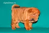 Additional photos: Shar Pei puppies