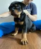 Additional photos: Purebred Rottweiler puppies