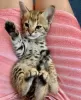 Photo №1. savannah cat - for sale in the city of Omodos | 898$ | Announcement № 124030