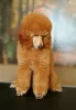 Photo №1. poodle (dwarf) - for sale in the city of Надьканижа | negotiated | Announcement № 62621