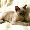 Photo №4. I will sell burmese cat in the city of Prato. private announcement - price - 676$