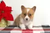 Photo №3. KC Pembroke Corgi Puppies 1(281)698-7719. United States