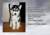 Additional photos: Siberian Husky puppies