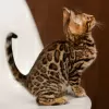 Photo №2 to announcement № 129838 for the sale of bengal cat - buy in Germany 