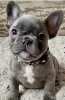 Photo №1. french bulldog - for sale in the city of Tienen | 370$ | Announcement № 123294