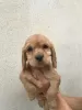 Additional photos: American cocker spaniel 4 females 1 male A quality puppies