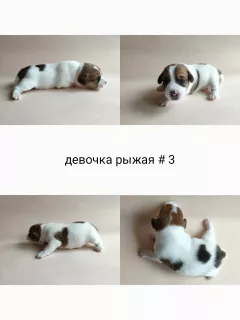 Photo №3. Jack Russell Terrier puppies (girls). Russian Federation