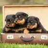 Photo №1. rottweiler - for sale in the city of Pueblo | 400$ | Announcement № 129564