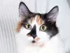 Photo №3. Beautiful calico cat Audrey. Russian Federation