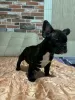 Photo №4. I will sell french bulldog in the city of Штутгарт. private announcement - price - 387$