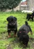 Photo №3. KC Rottweiler Welpen stehen zum Verkauf.. Germany