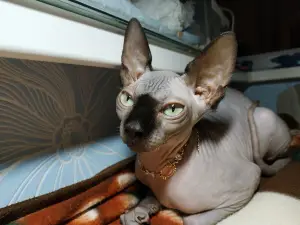 Photo №4. I will sell sphynx-katze, sphynx cat in the city of Minsk. private announcement - price - negotiated