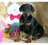 Photo №1. dobermann - for sale in the city of Wiesbaden | 141$ | Announcement № 129370