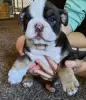 Photo №2 to announcement № 124073 for the sale of english bulldog - buy in Finland private announcement