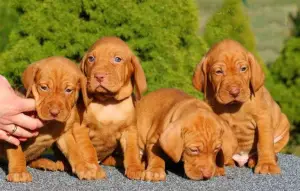 Photo №2 to announcement № 2442 for the sale of vizsla - buy in Lithuania from nursery