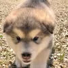 Photo №3. Beautiful Alaskan Malamute puppies. Germany