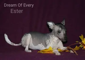 Photo №2 to announcement № 3883 for the sale of mexican hairless dog - buy in Russian Federation from nursery, breeder