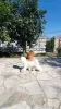 Photo №3. Bichon Frize puppies are waiting for their new families. Montenegro