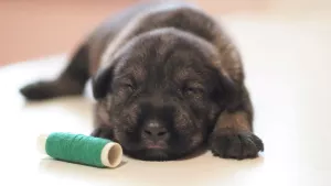 Photo №3. Schnauzer puppies from Champions. Russian Federation