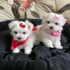 Photo №1. maltese dog - for sale in the city of Штутгарт | 370$ | Announcement № 74521