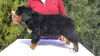 Additional photos: Bernese Mountain Dog puppies