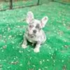 Photo №1. french bulldog - for sale in the city of El Paso | 500$ | Announcement № 128191