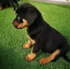 Photo №1. rottweiler - for sale in the city of Zagreb | negotiated | Announcement № 116697