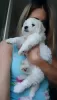 Additional photos: bichon frize