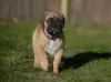 Photo №4. I will sell bullmastiff in the city of Venlo. breeder - price - 1585$